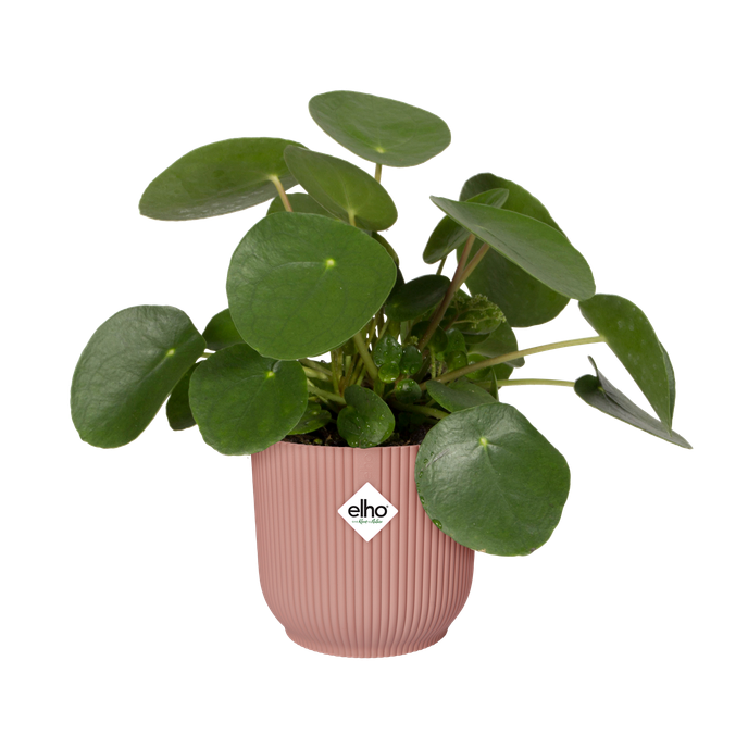 vibes fold rund 35cm zartrosa